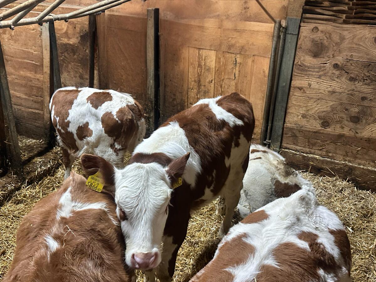 Bio-Fleckvieh Zuchtkälber (FL x RF), 9 - 12 Wochen 1