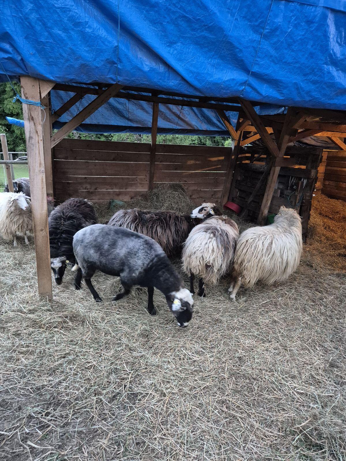 Krainer Steinschaf Bock 2