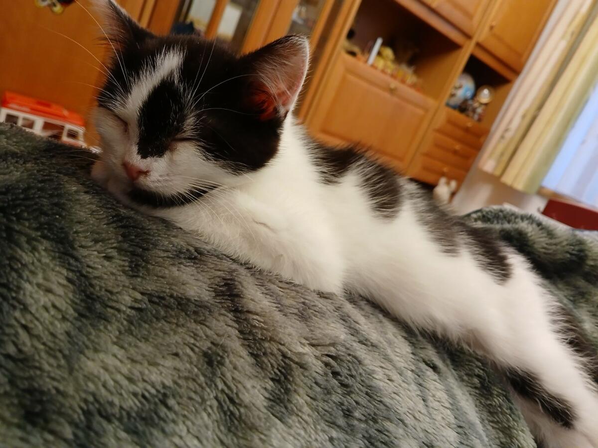 Kätzchen weiblich (EKH) 1