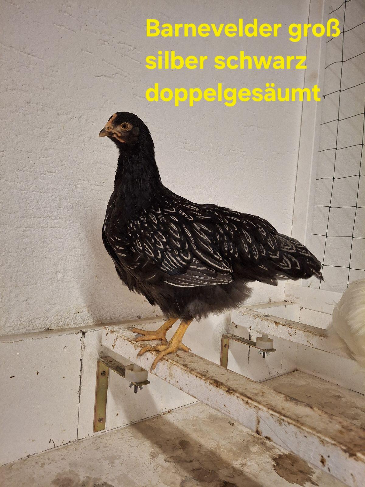 Geflügel Hühner Hennen Hähne 3