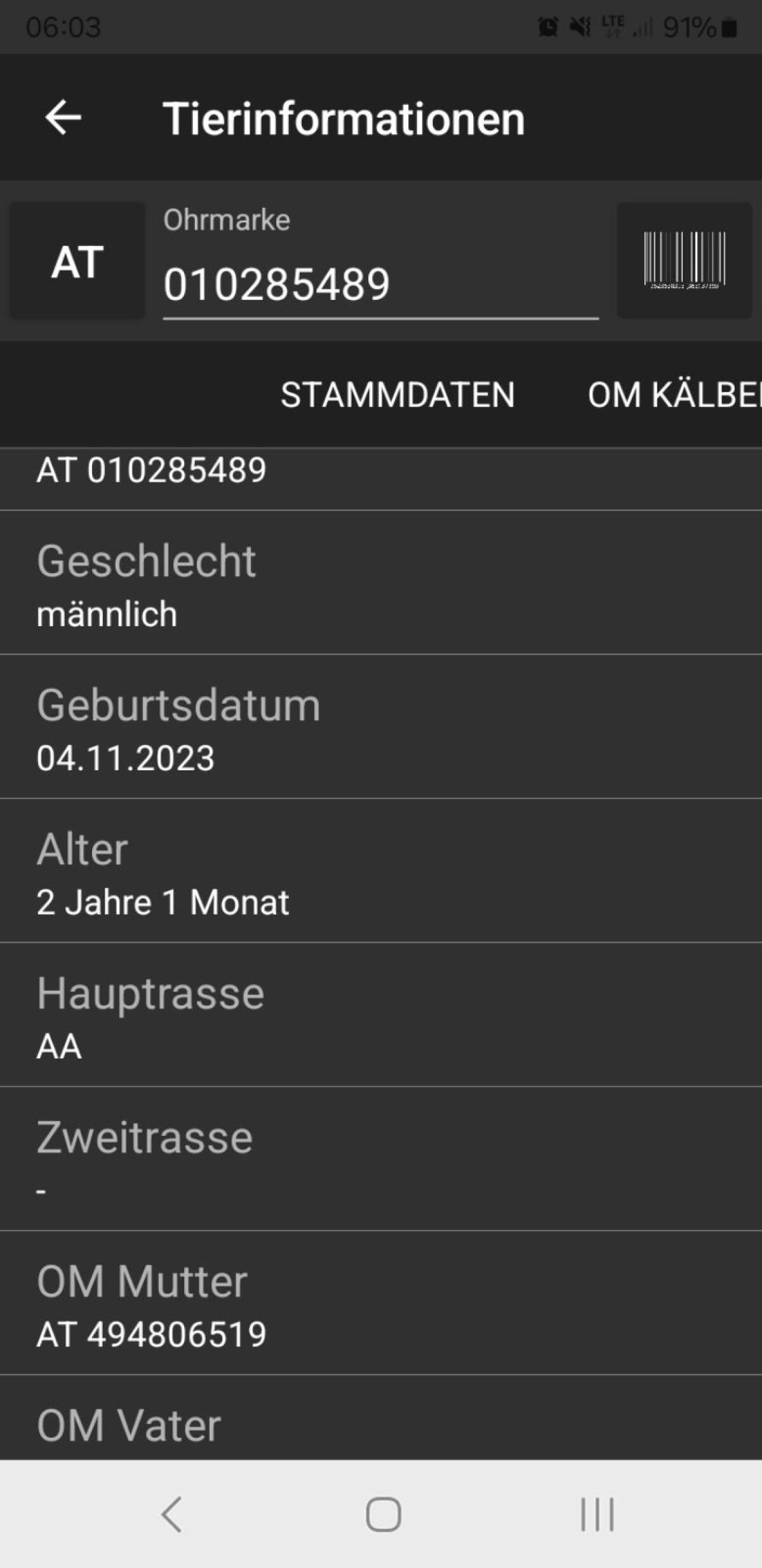 BIO Aberdeen Angus Stier 3