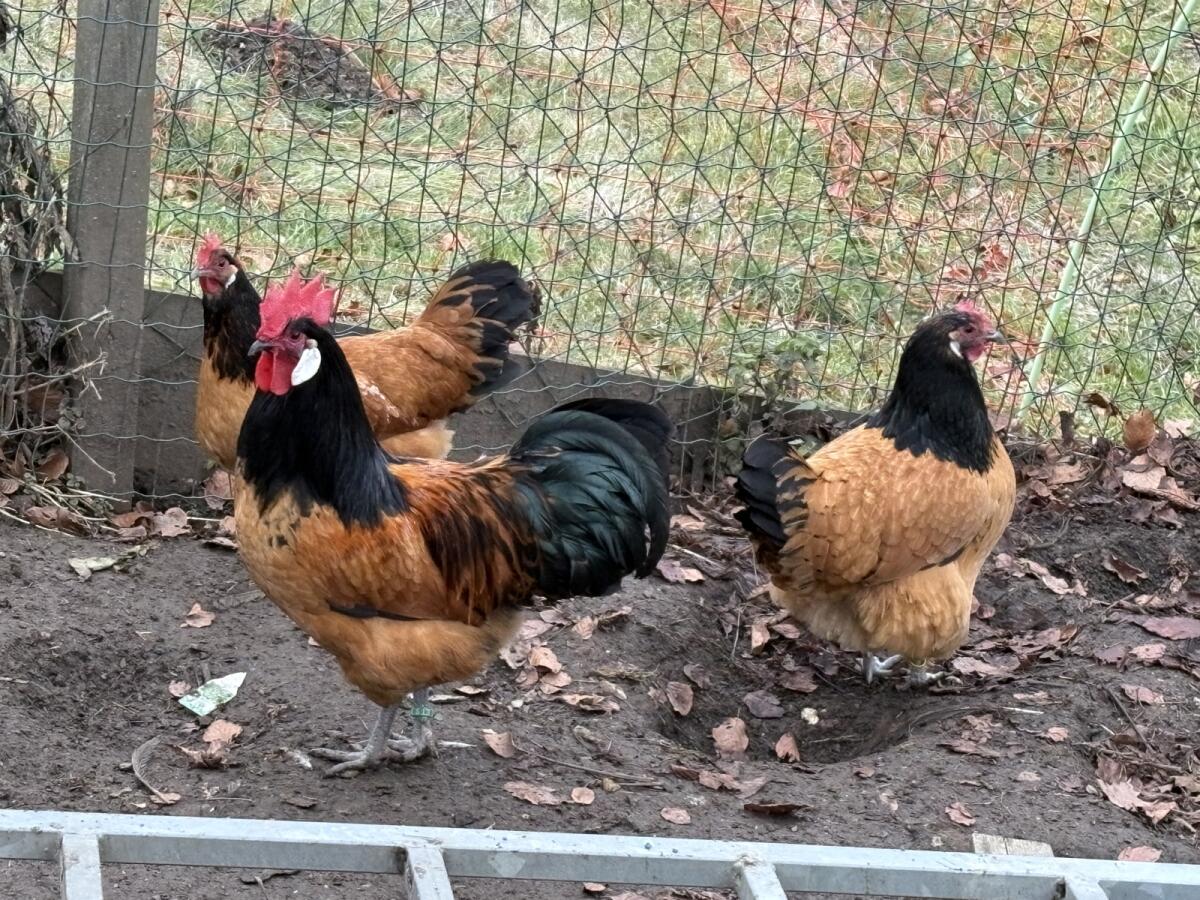 Vorwerk Zuchtstamm 2