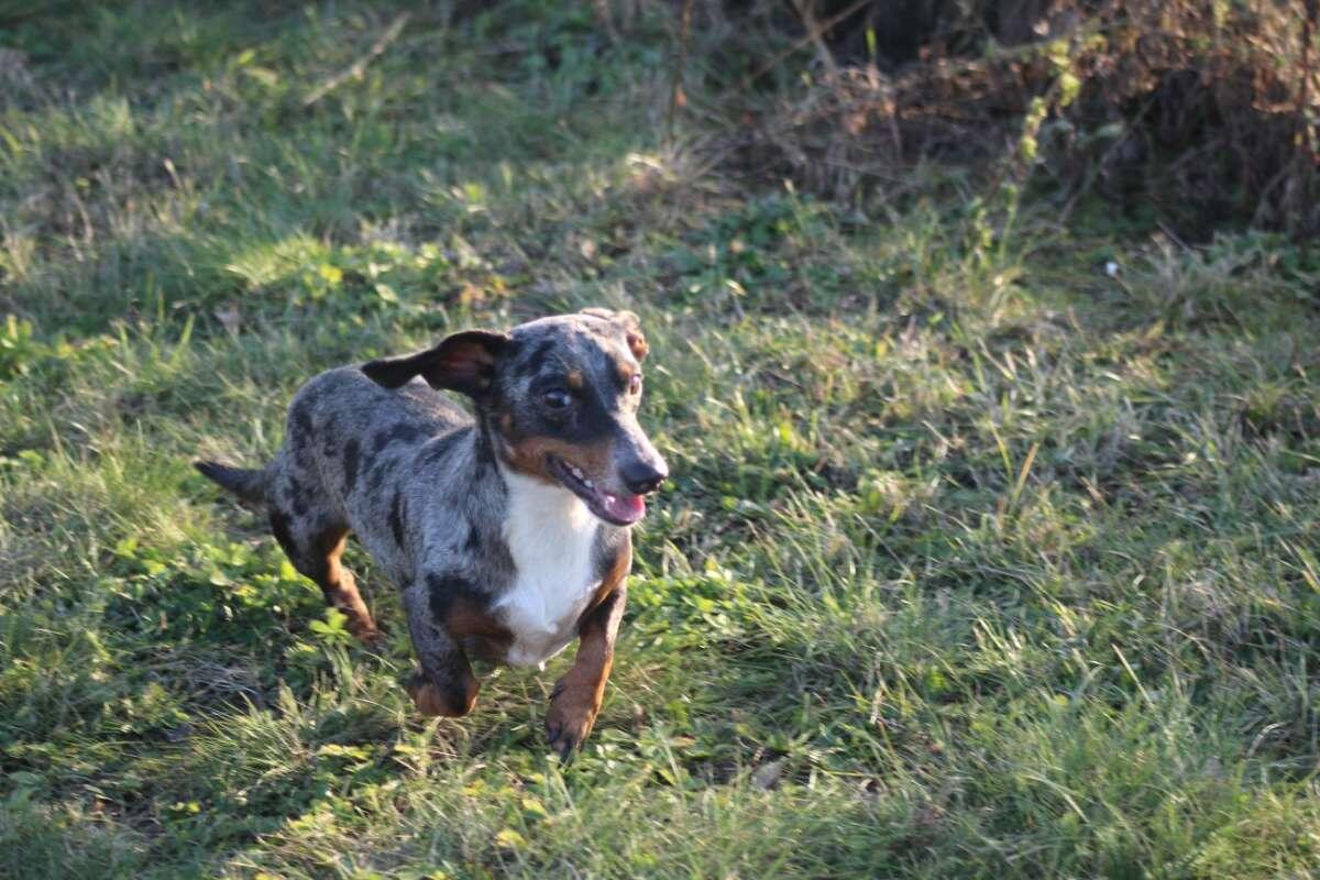 Standard Dackel suchen ihren Lebensplatz 1