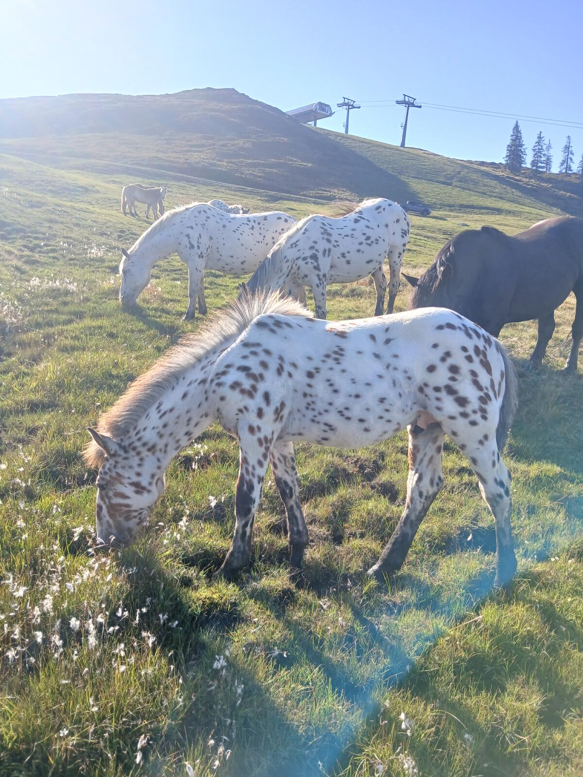 Verkaufe Noriker Tigerhengstfohlen 3