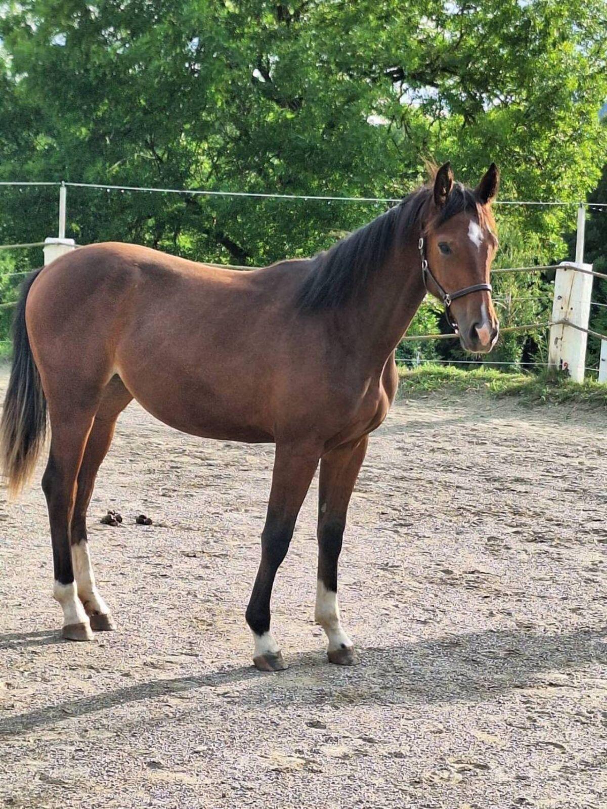 Pintostutfohlen PANDORA 1