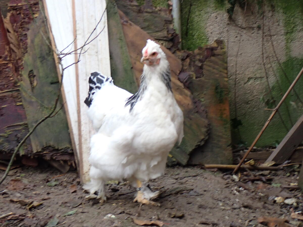 Vergebe 1:3 Brahma in Weiß-Schwarz Columbia 1
