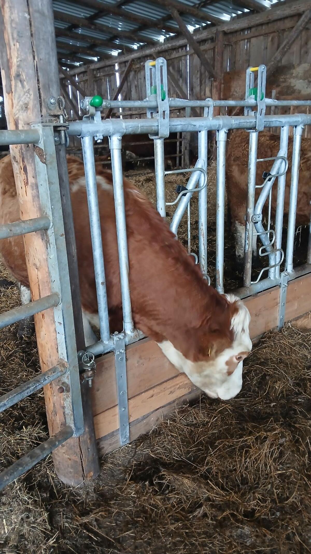 Bio Kalbin 10.000 kg Milch 2