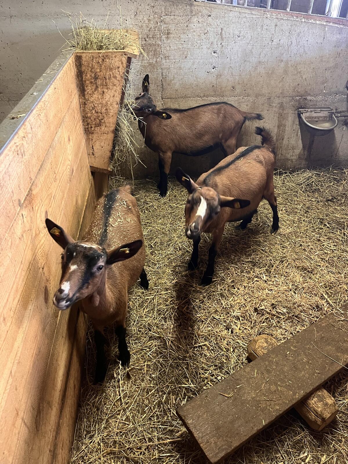 Gemsfarbige Gebirgsziegen 1