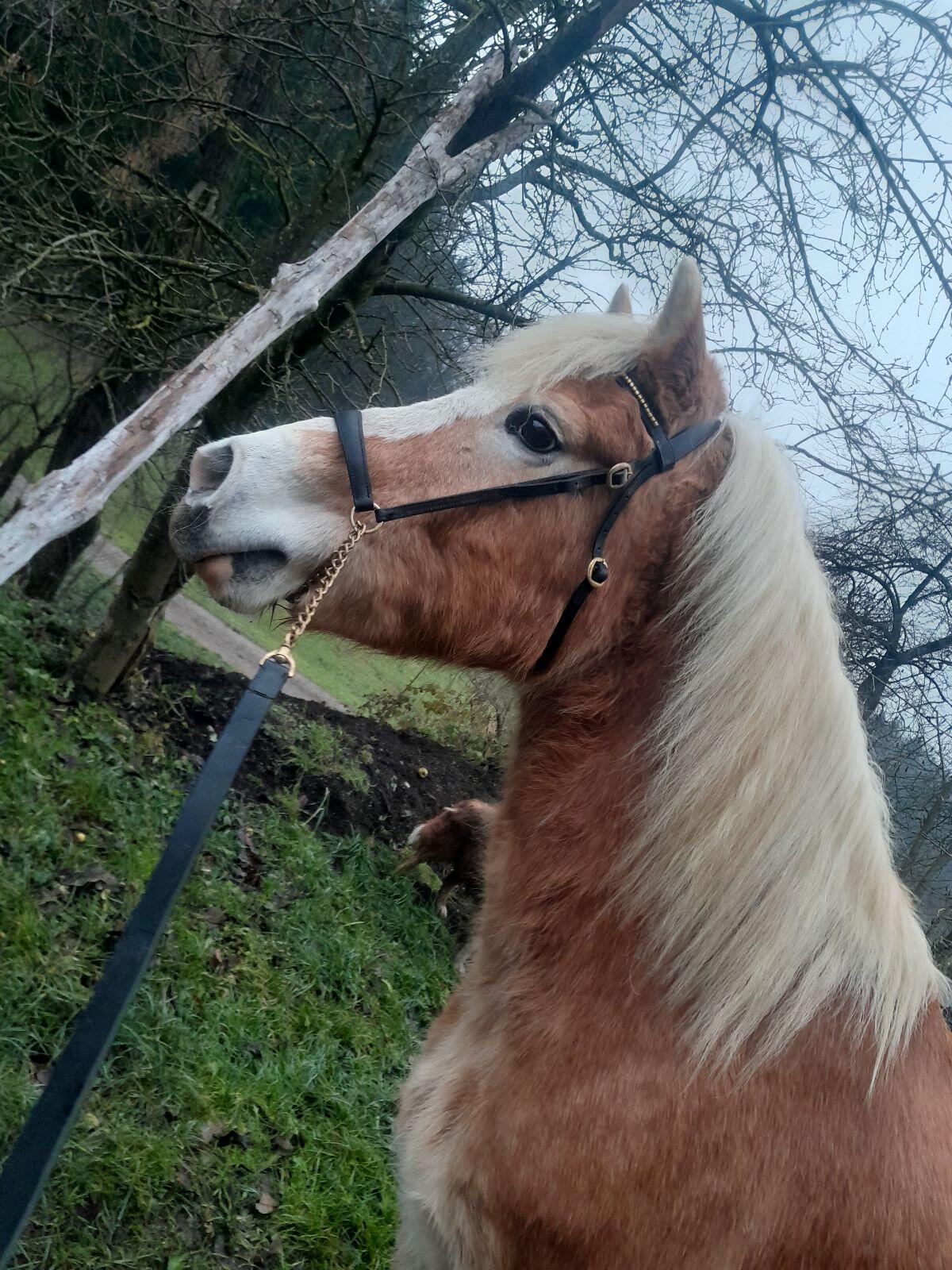 Haflingerstute zu verkaufen 2