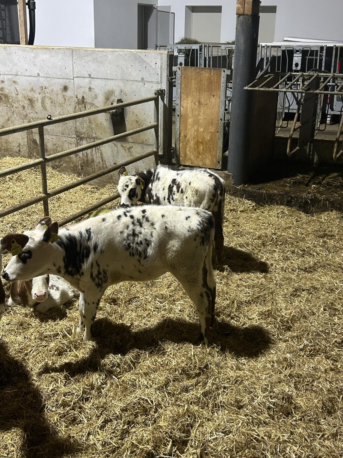 BIO Normande Kälber 2