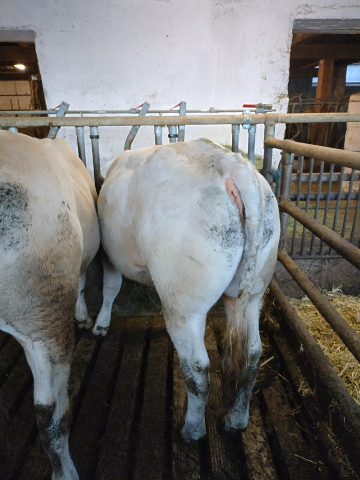 Blonde d'Aquitaine Stiere zum Verkauf 3