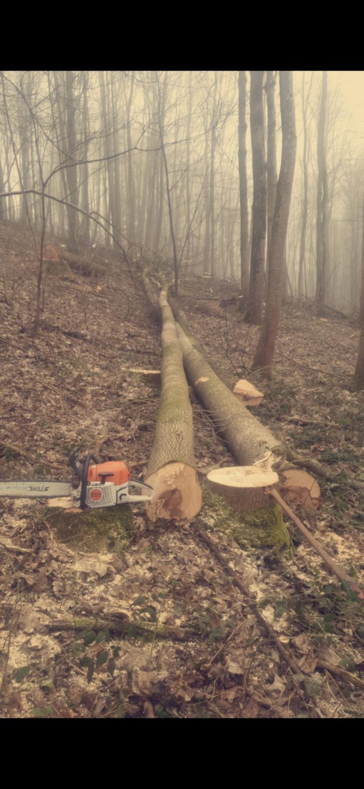 Forstarbeiten Holzschlägerung Aufforstung 1