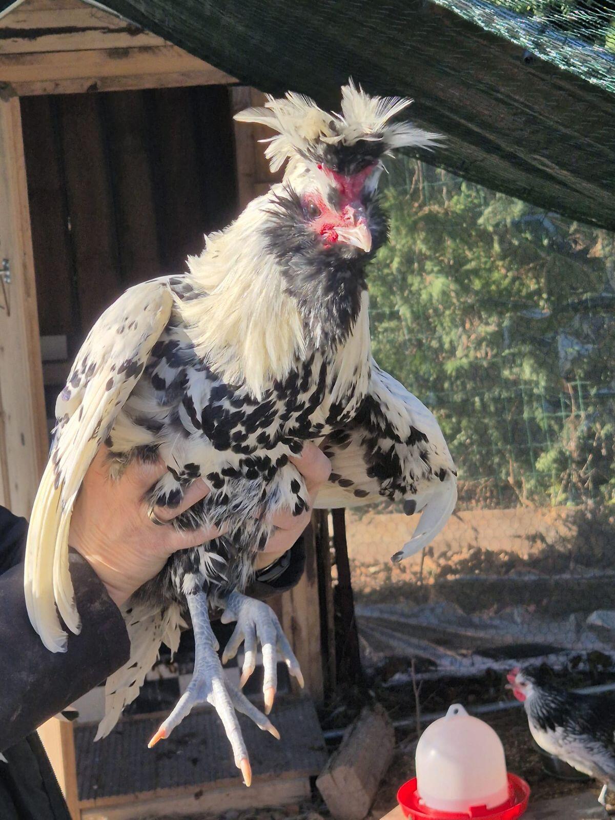 Brabanter Bauernhähne 1