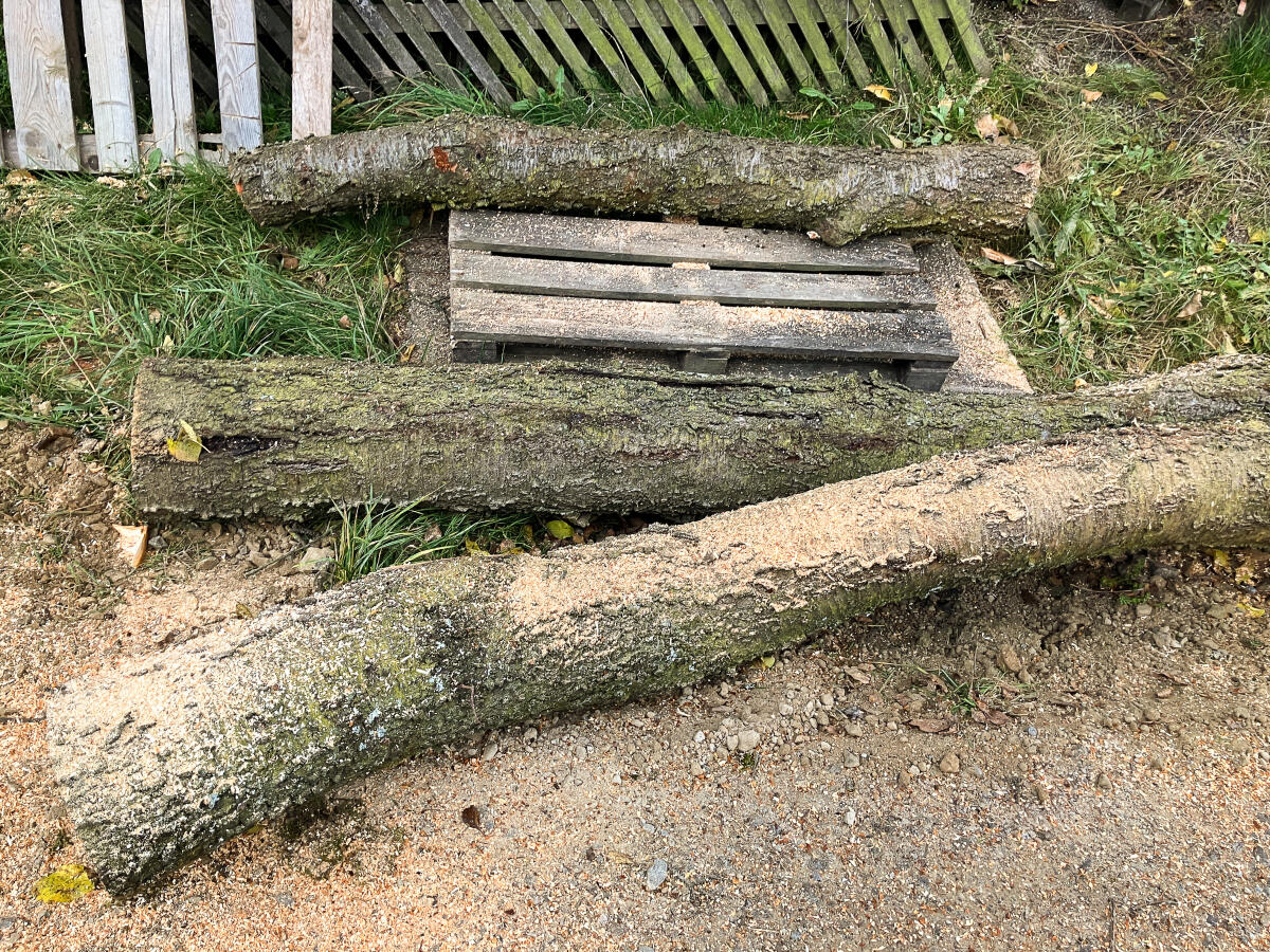 Kirschbaum Stamm und Äste 2