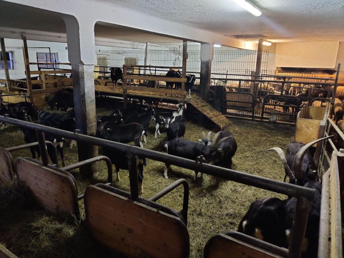 Pinzgauer Strahlenziege 2