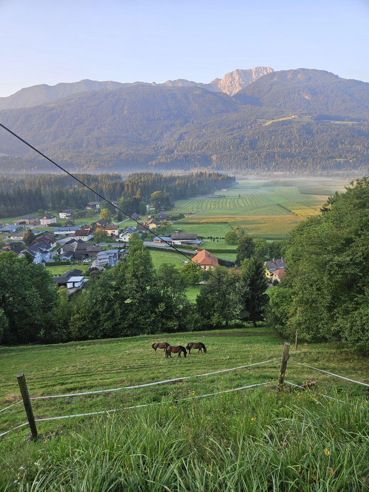 Sommerweide in Oberkärnten 2