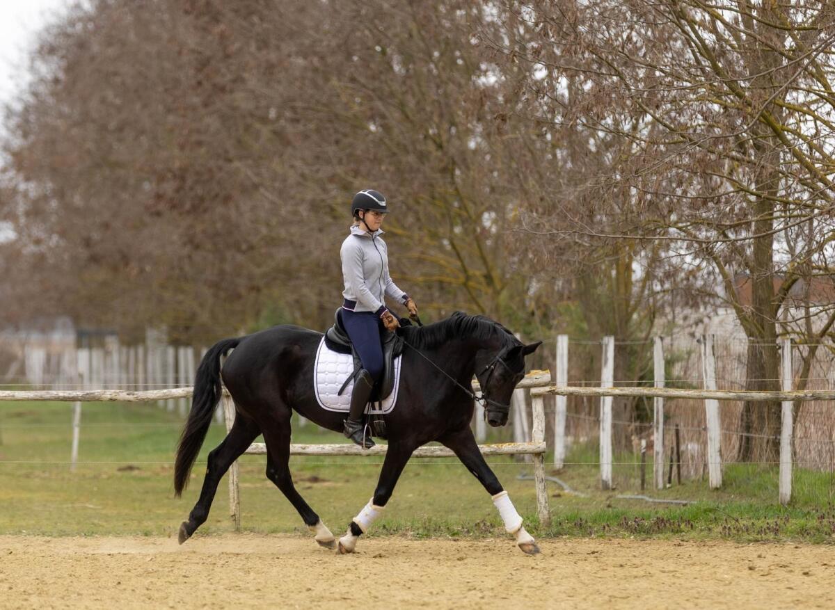 Dressurpferd Stute zu verkaufen – Elafó 3
