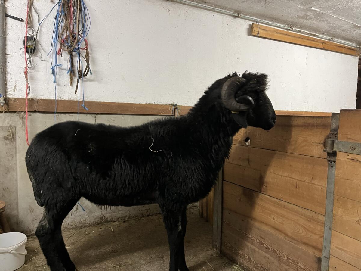 Tiroler Steinschafwidder 1