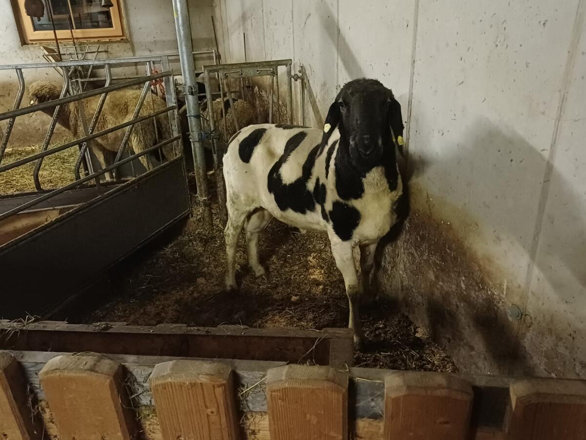 Verkaufe Kugelschecken-Widder 3