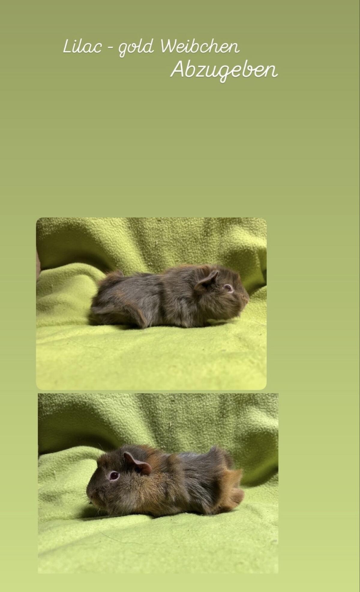 Meerschweinchen aus Robusthaltung abzugeben 3