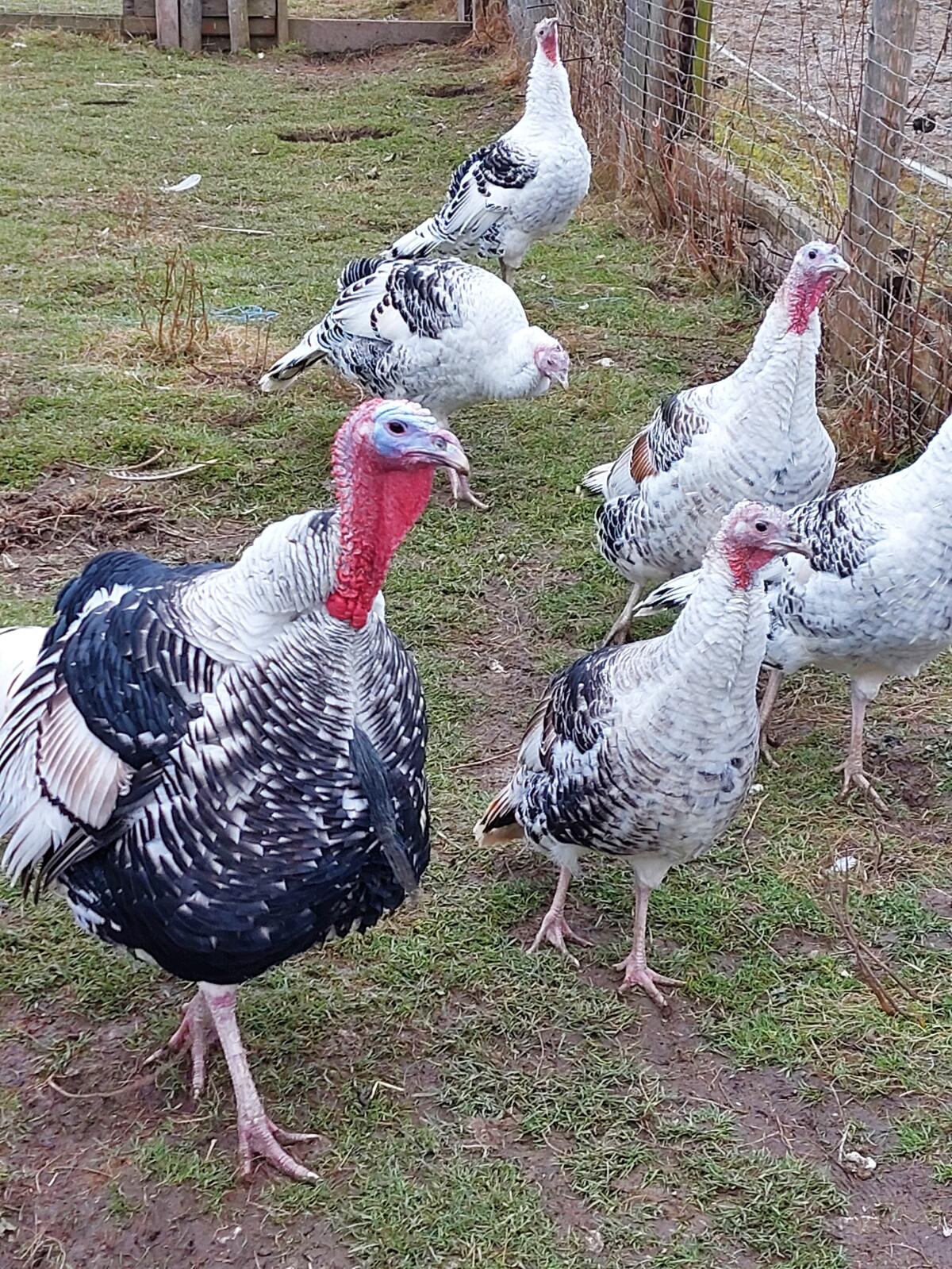 Cröllwitzer Puten 1