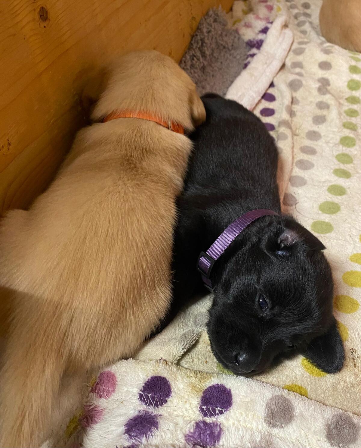 Mischlingswelpen - Labrador / Golden Retriever (Mischling) 3