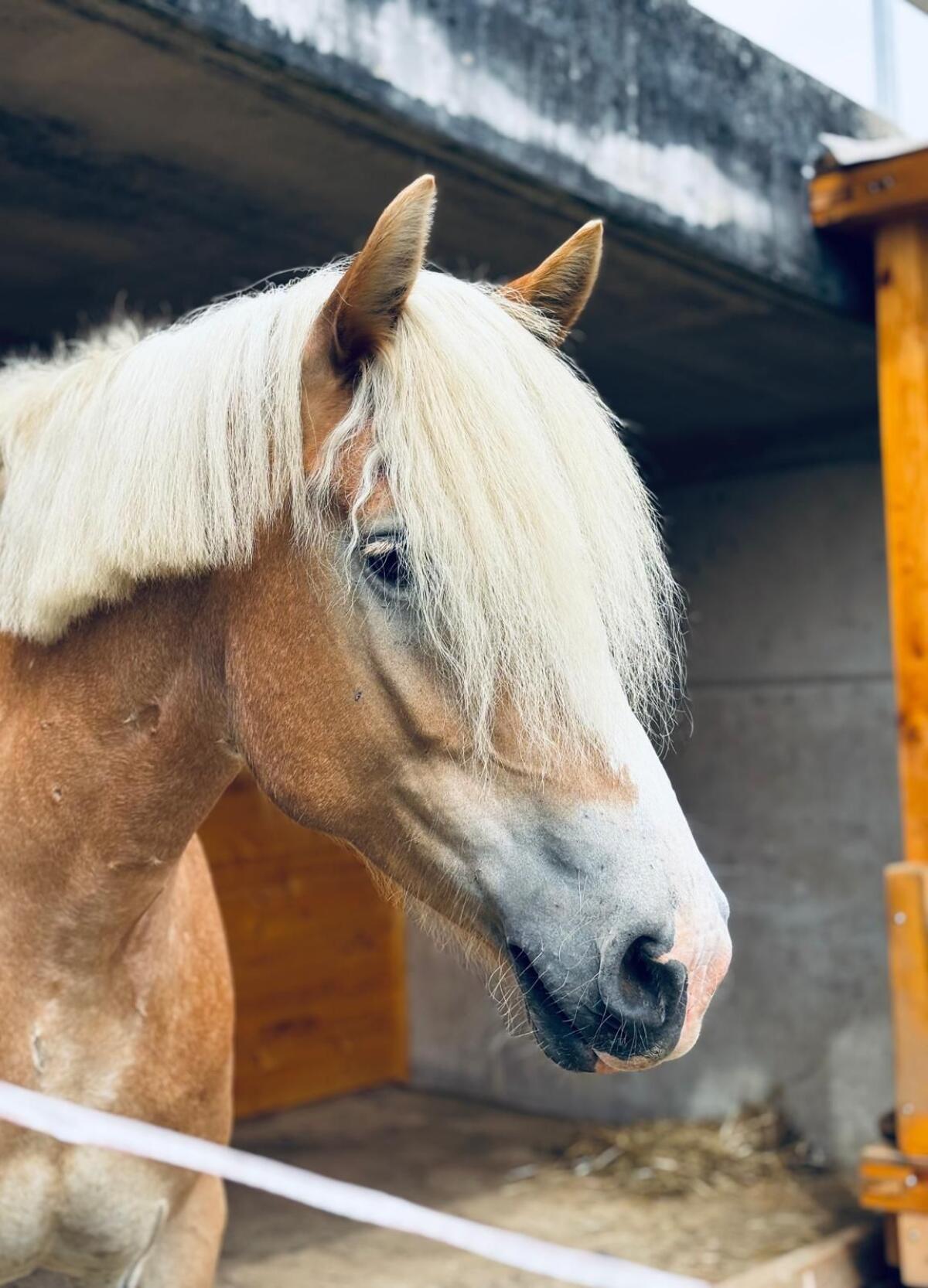 Haflinger Stute 3