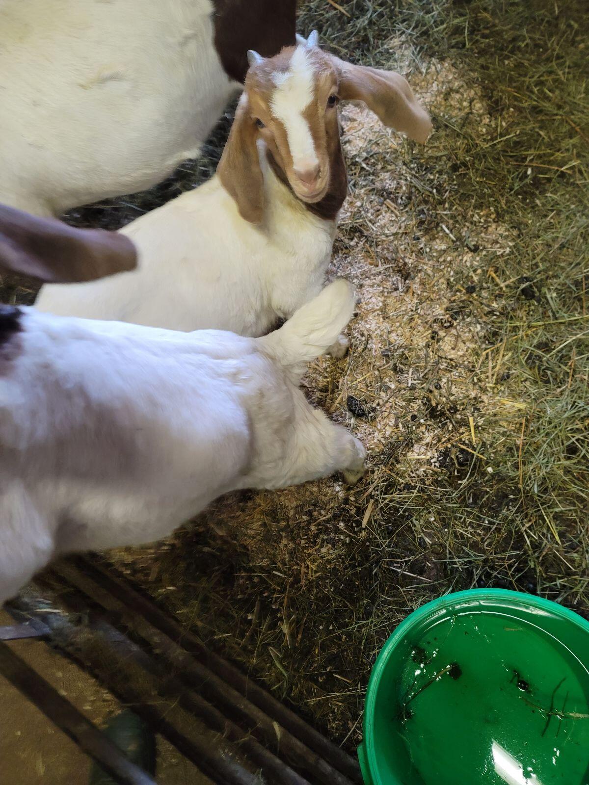 Reinrassige Burenziegen 1