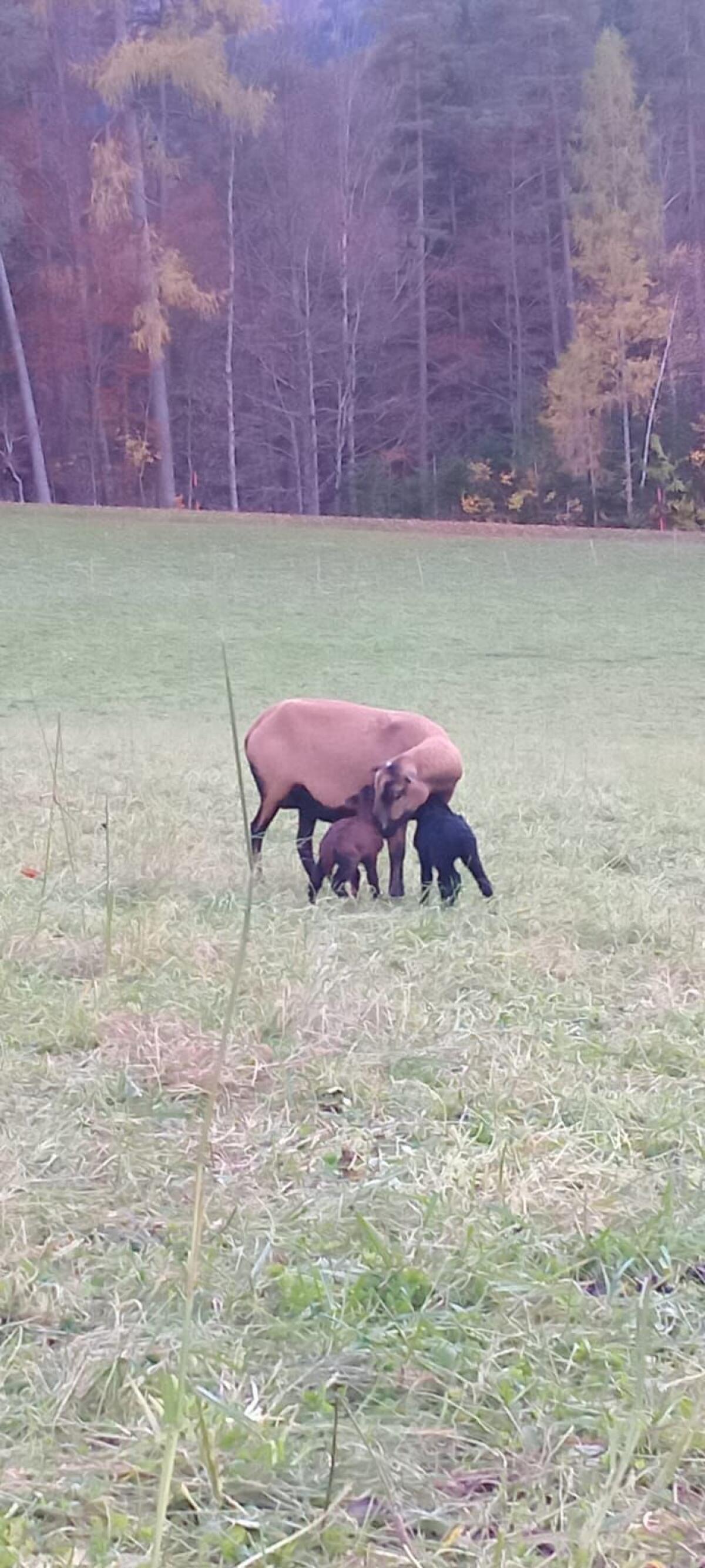 Kamerunschafe Black Bally Mix 3