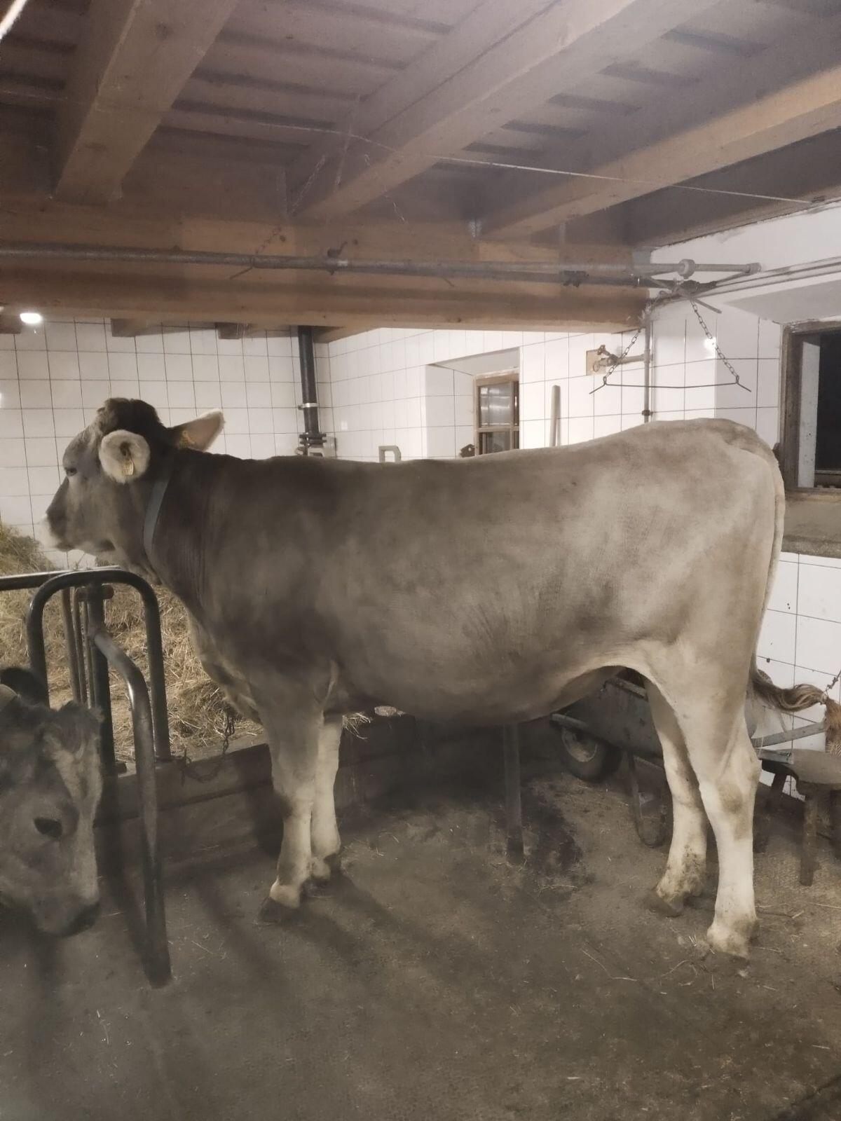 BRAUN SWISS Kalbin Wolke 1