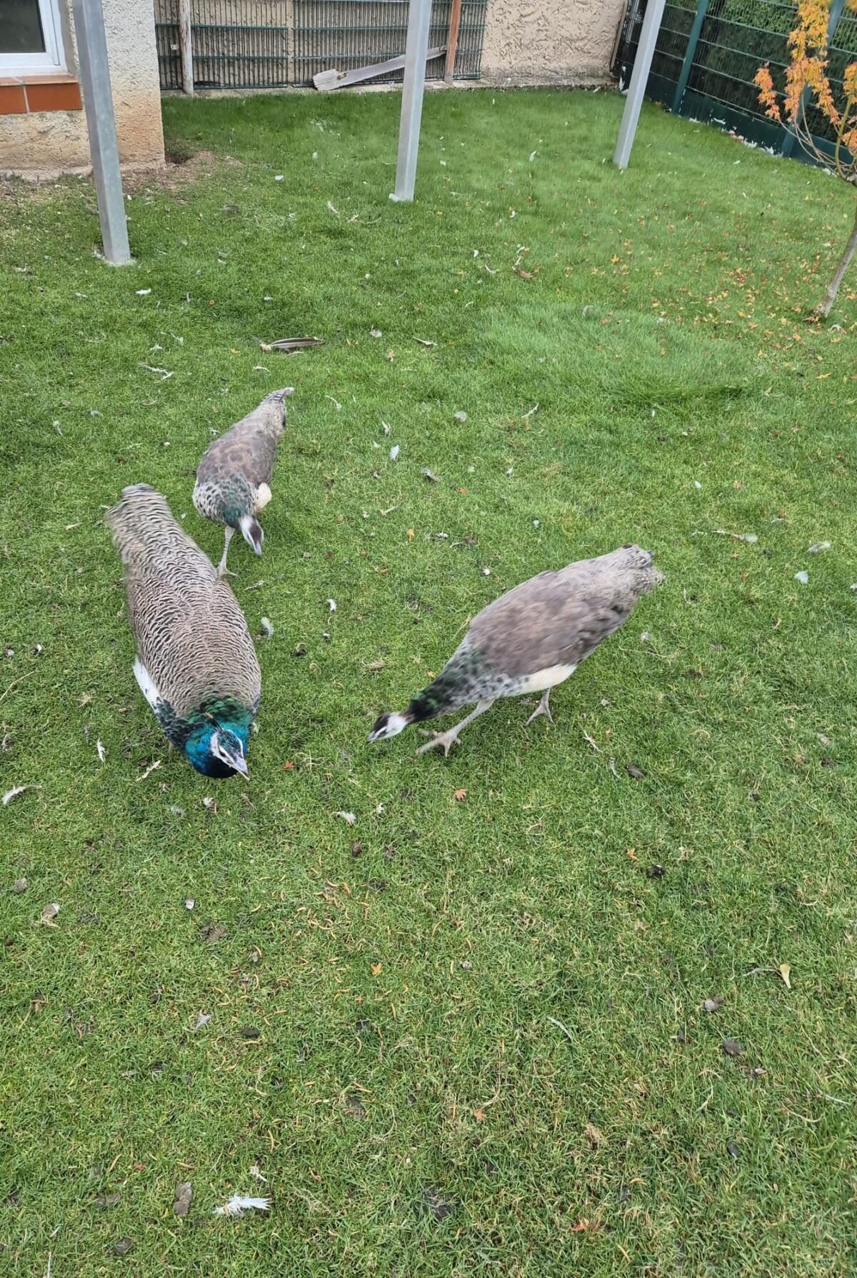 Verkaufe junge Pfauen 2