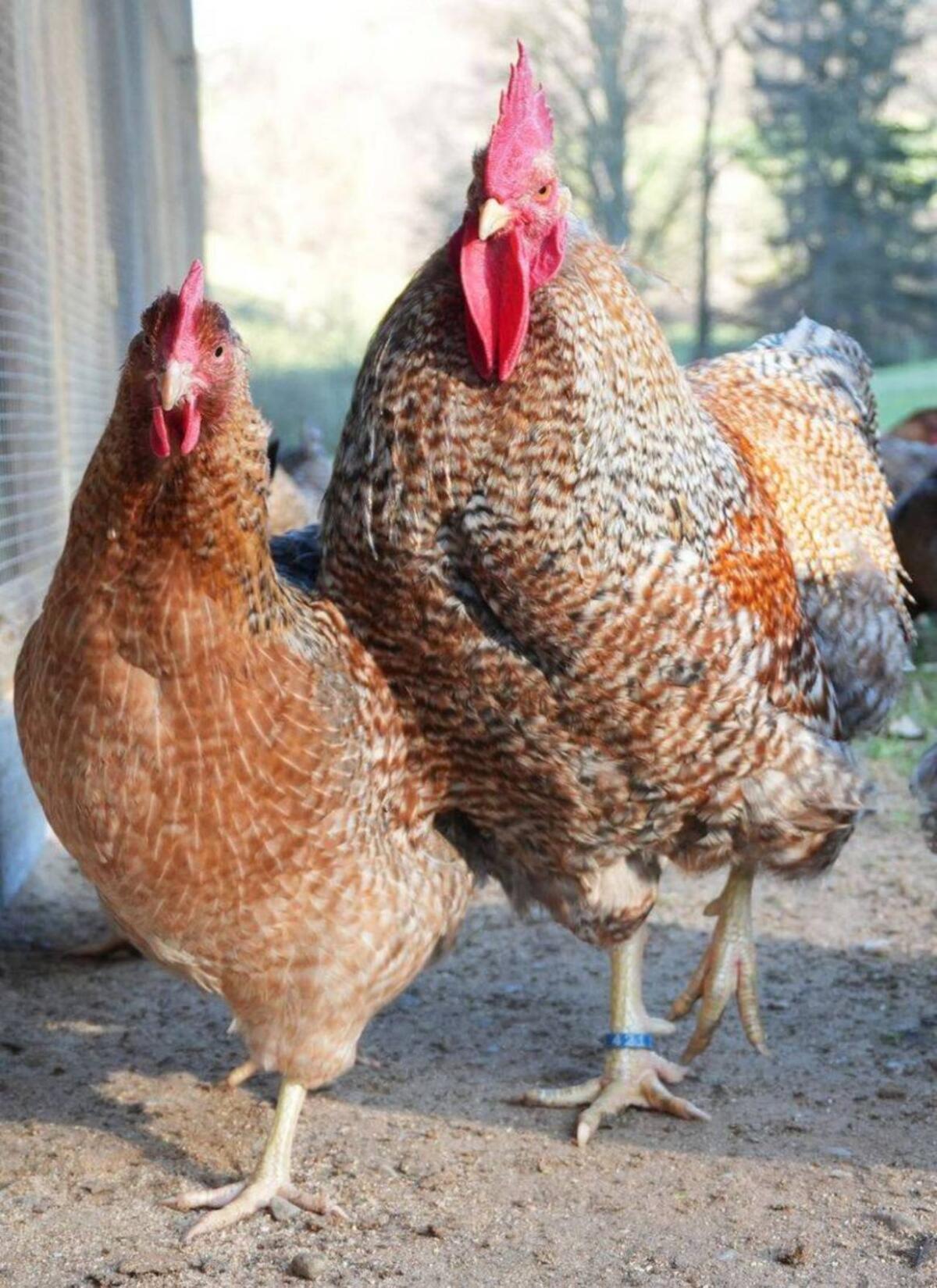 Bruteier Bielefelder Kennhuhn 3