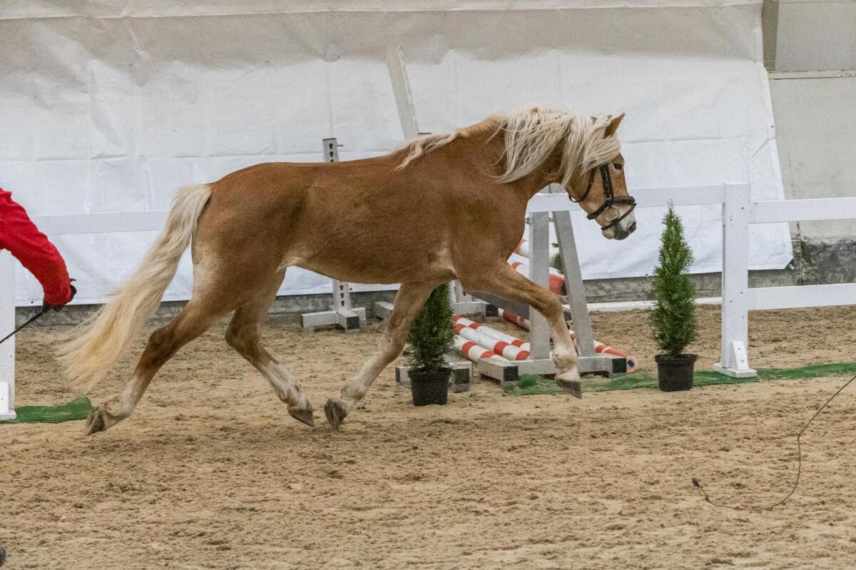 Sehr ausdrucksstarker fast 4-jähriger Haflingerwallach 3