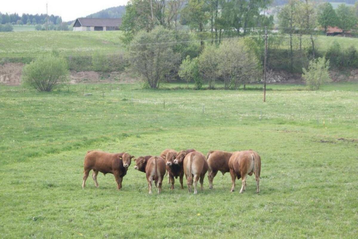 Bio Limousin Zuchtstier, Sprungstier, genetisch hornlos 2