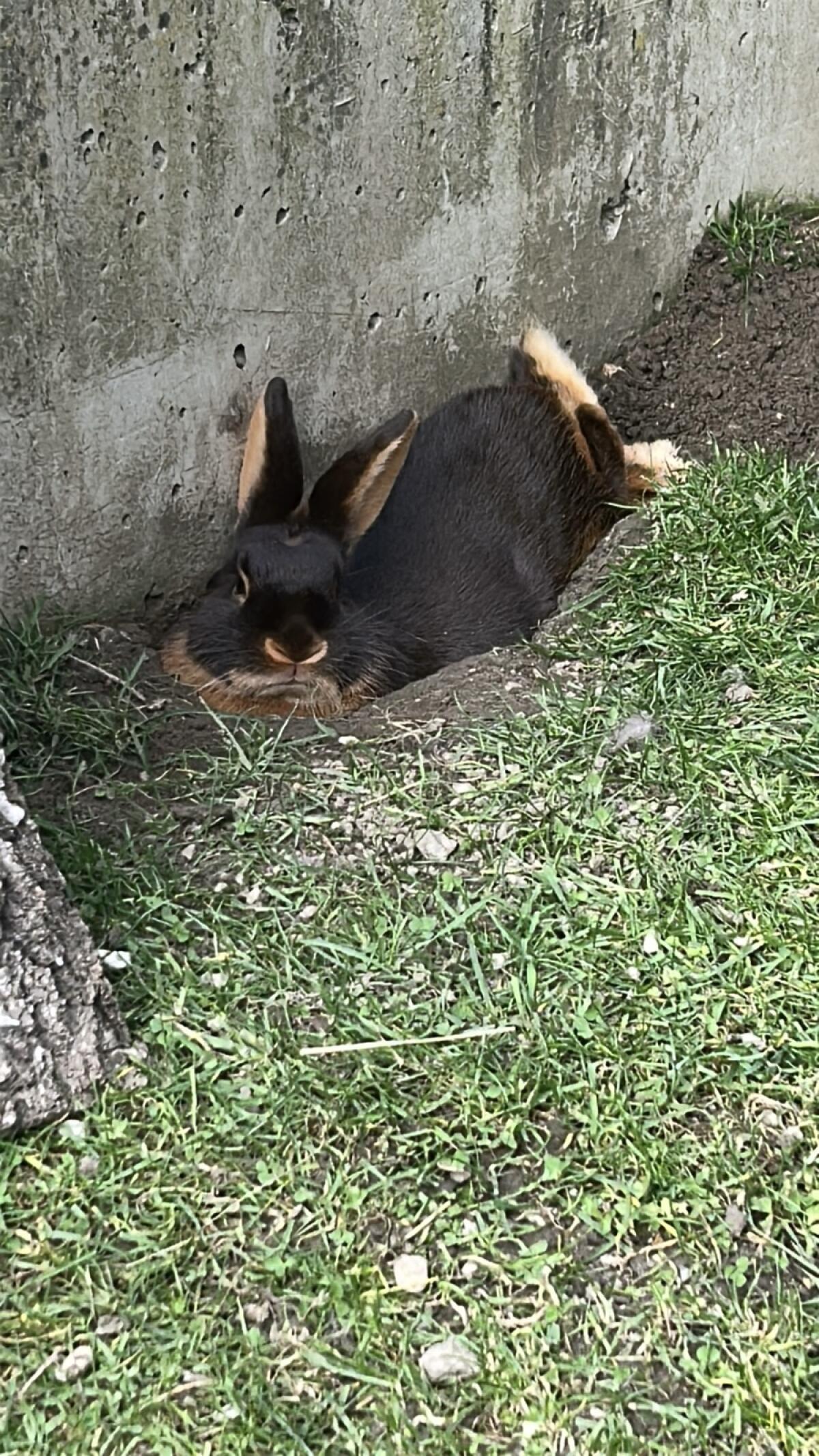 Lohkaninchen Braun 2