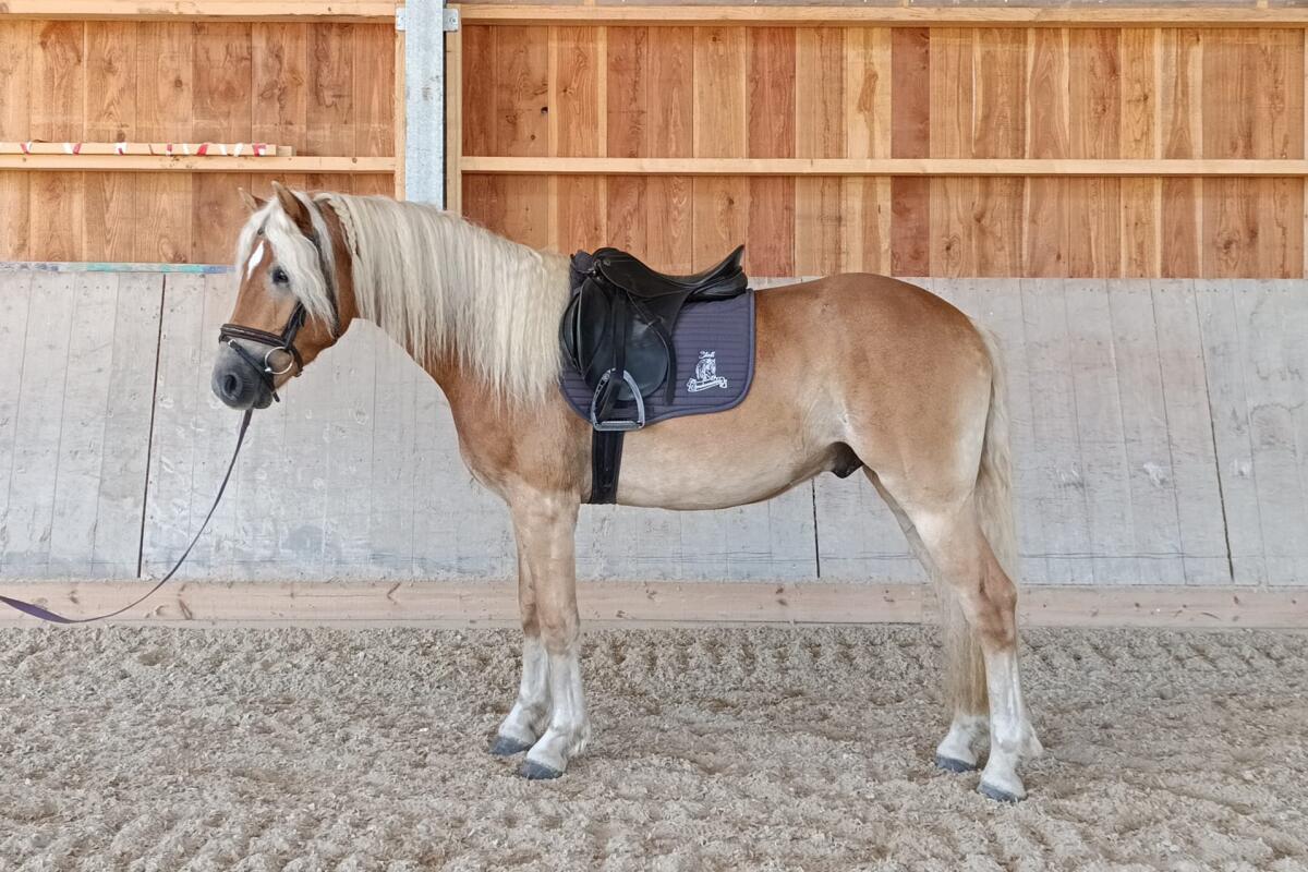 Großer ansprechender fast 4-jähriger Haflingerwallach 1