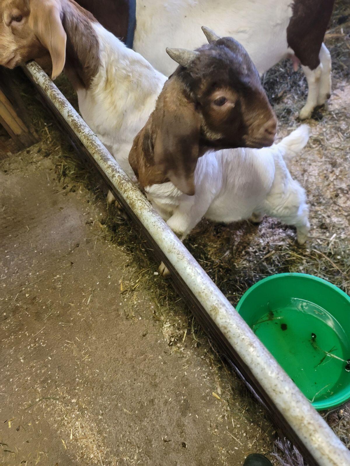 Reinrassige Burenziegen 2