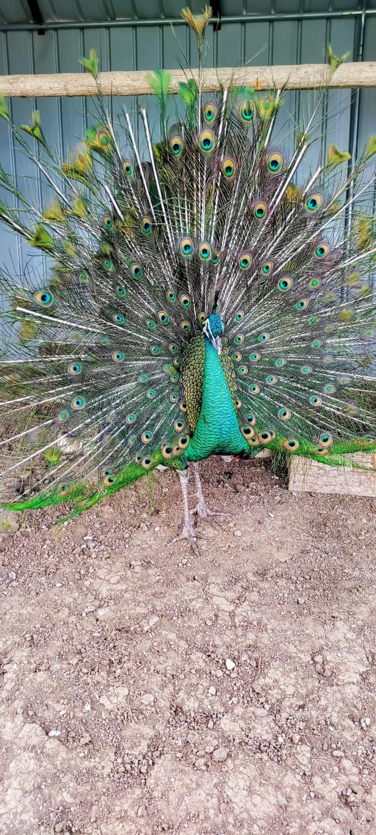 Spalding-Pfau-Zuchtpaar 1