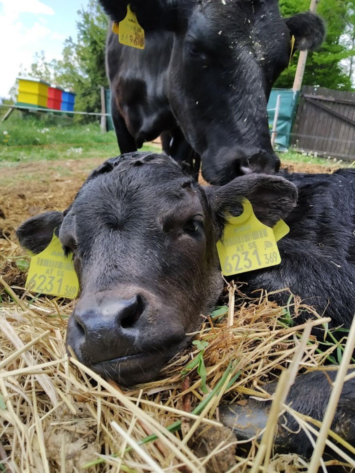 Dexter Mutterkuh tragend 3