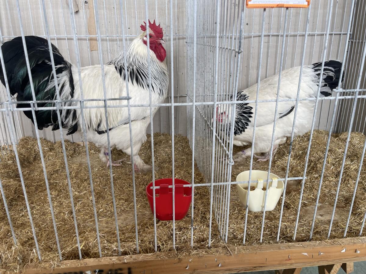 Bruteier Sundheimer Hühner 2