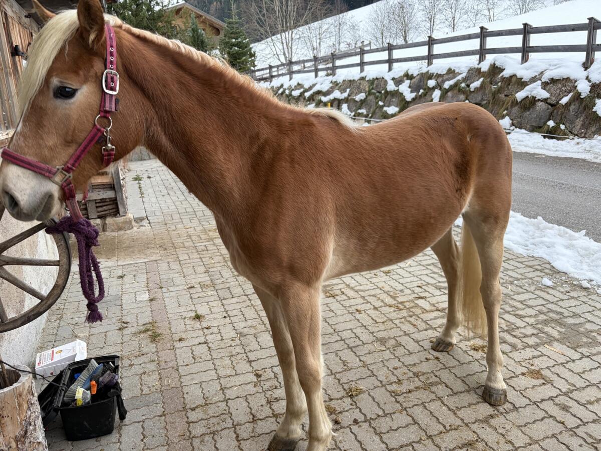 Haflinger Stute 1,5 Jahre 2
