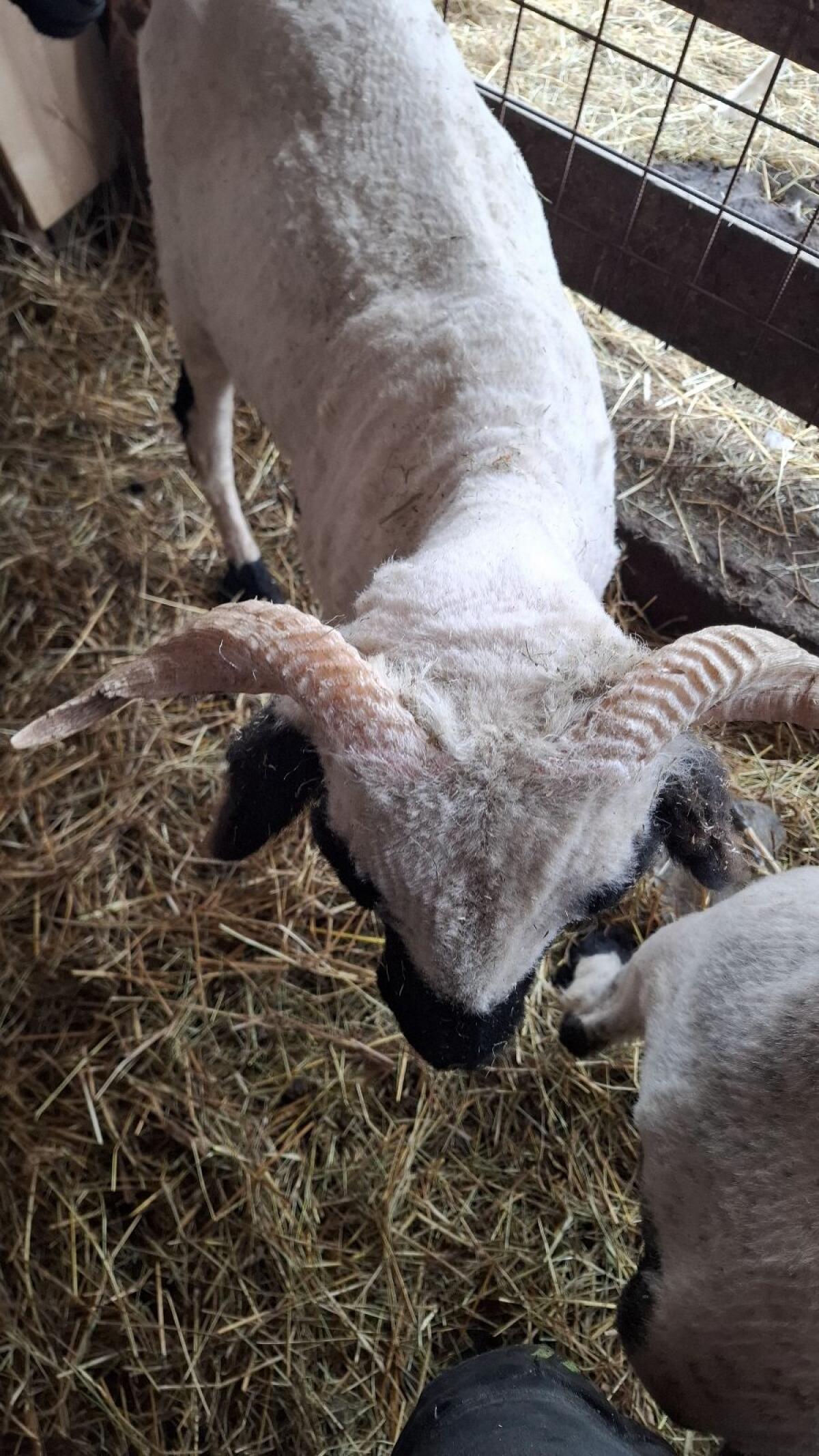 Walliser Schwarznasen Auen 2