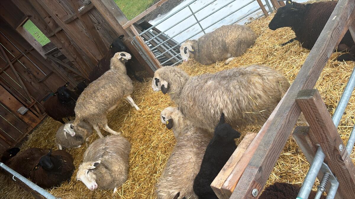 Kärntner Brillenschafe 1