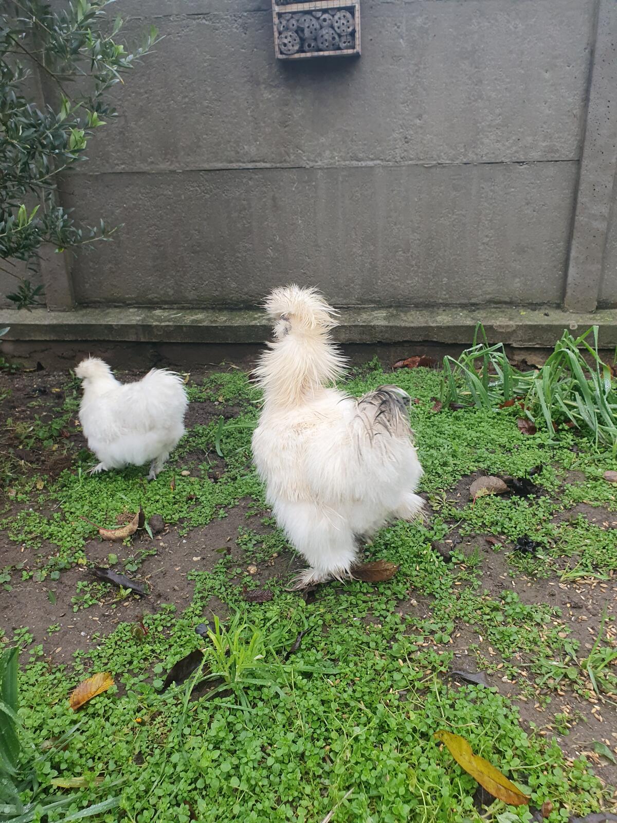 Seidenhahn zu verschenken 2