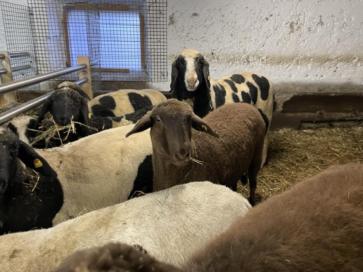 Jura-Mix Jungschaf 1