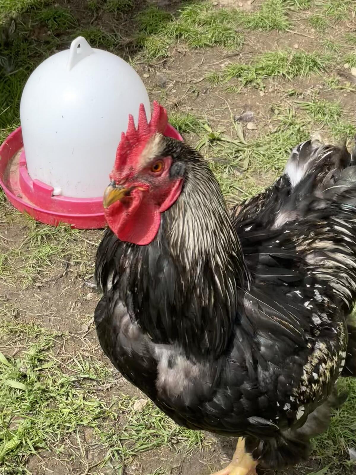 Barnevelder Bruteier 2