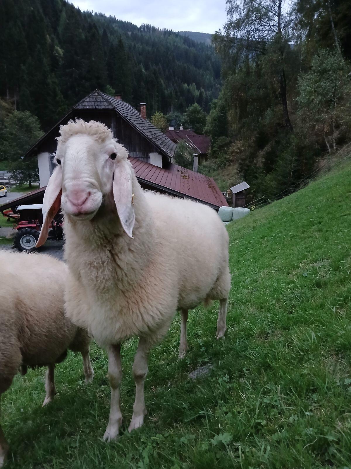 Weißer Bergschafwidder 1