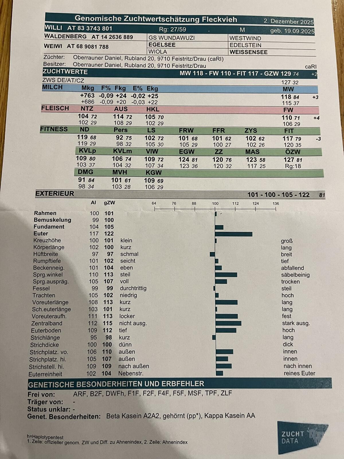Fleckvieh Zucht Stierkalb 1