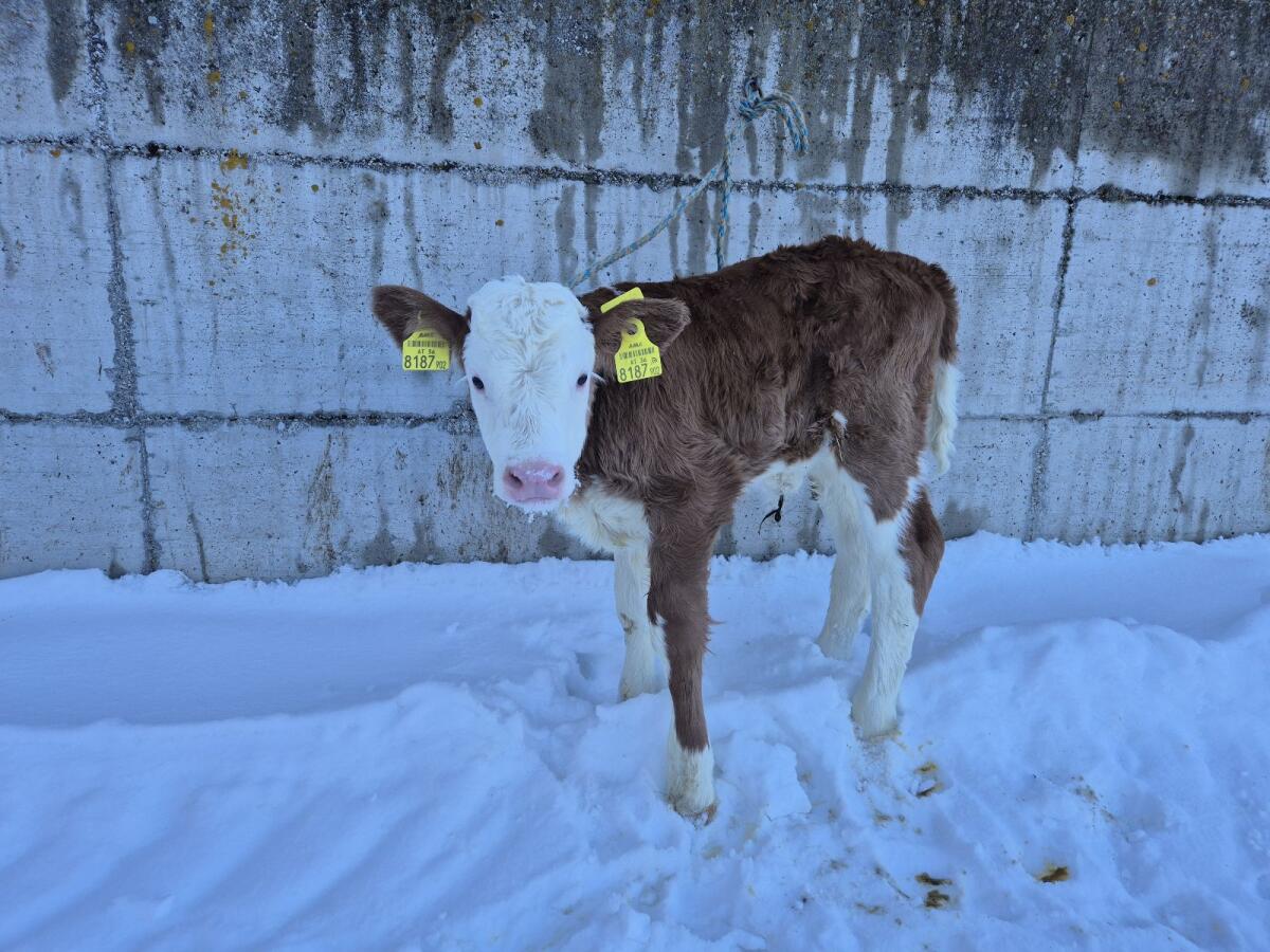 Bio Fleckvieh Kuhkalb 3