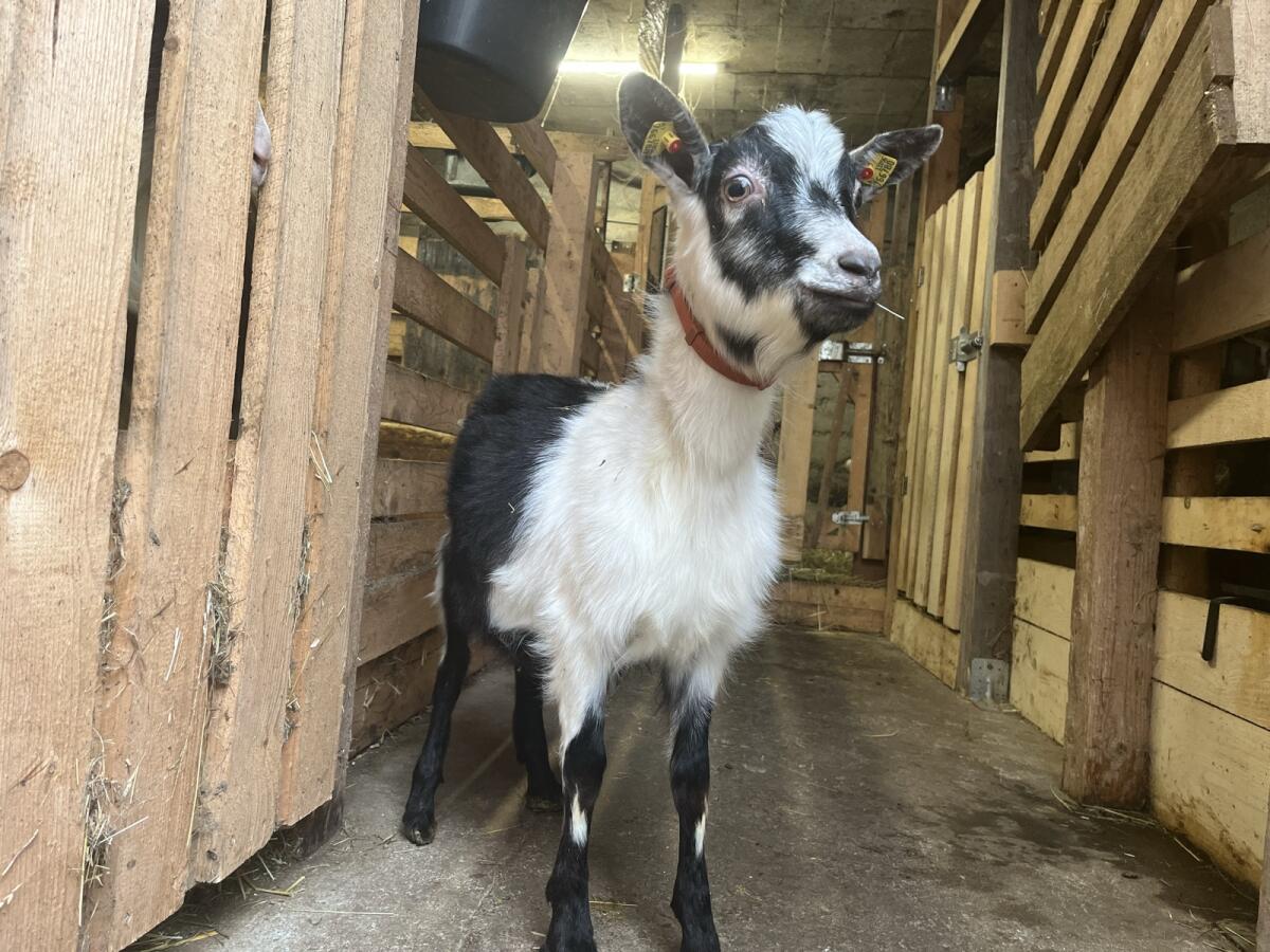 Pfauenziegen Herde 3